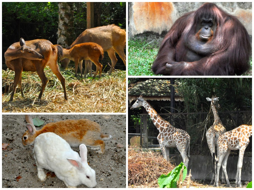 Penang Chronicles Taiping Zoo visit