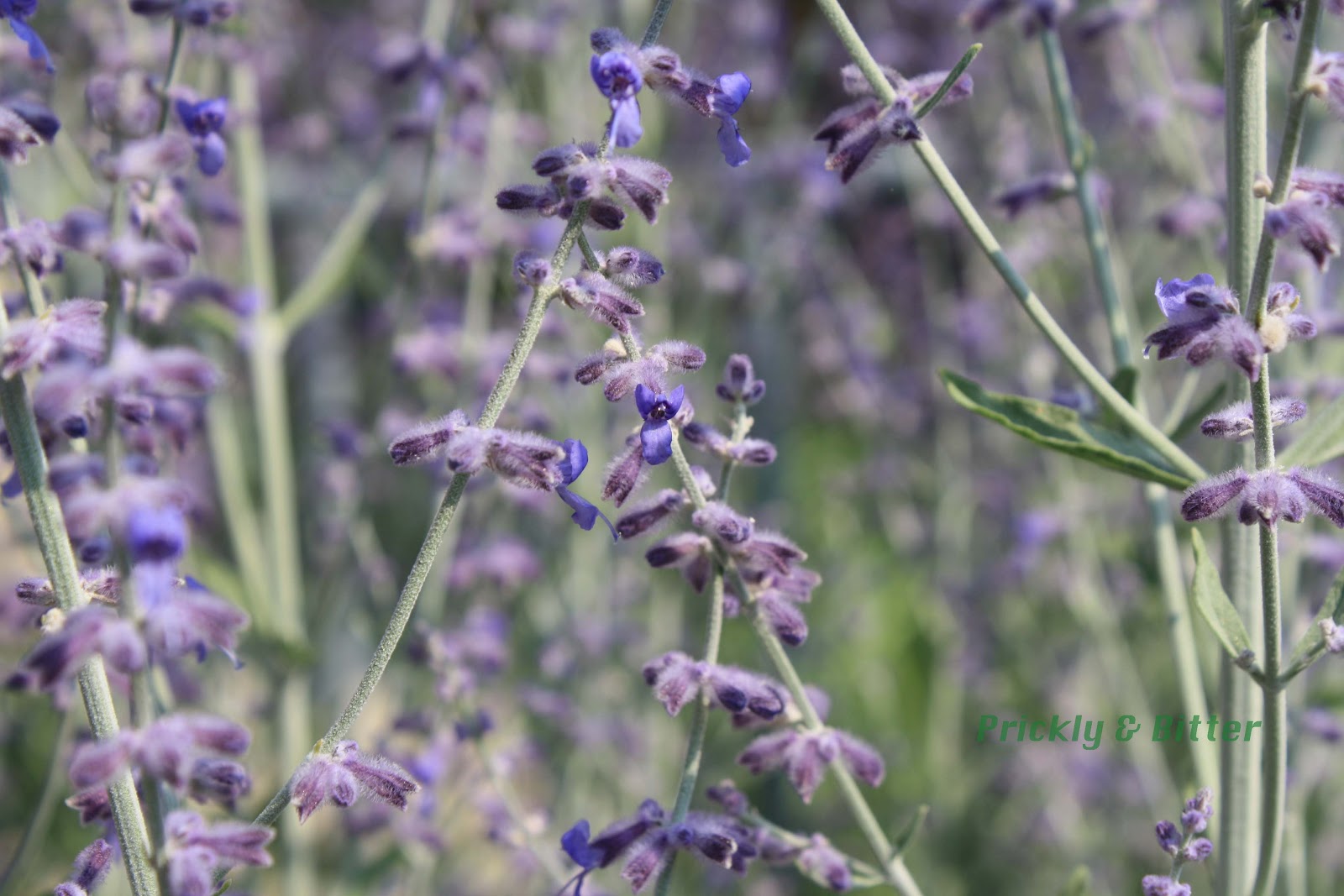 Prickly and Bitter The Russian sage from the Middle East