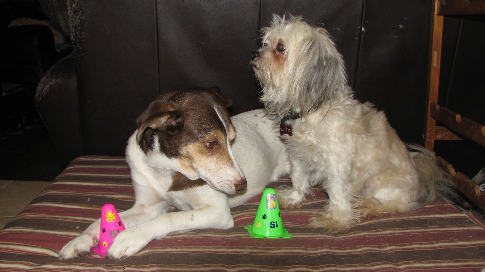 Does your dog lie? What to do if they do! Andrea Harrison