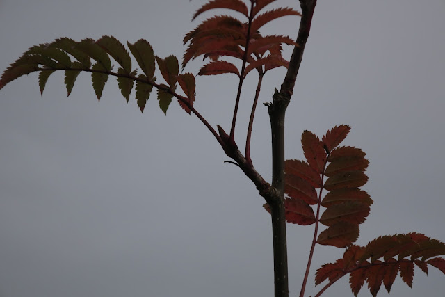 Autumn ash leaves with leaf bud waiting.