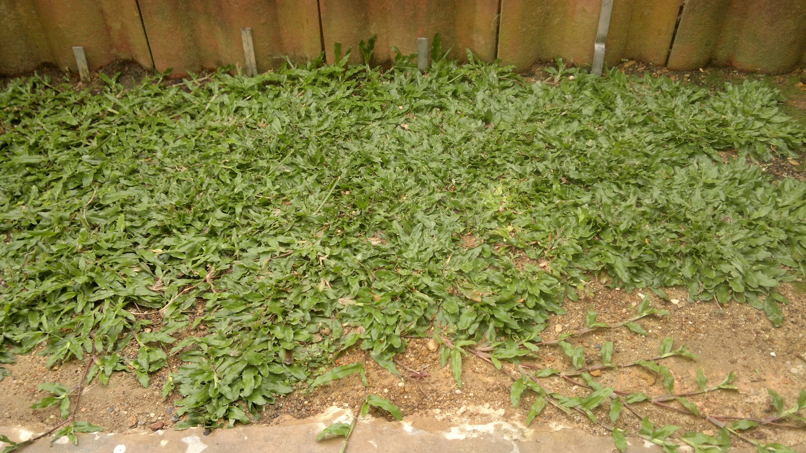 Home Lawn & Garden Care Pearl Grass Recovery Part 2