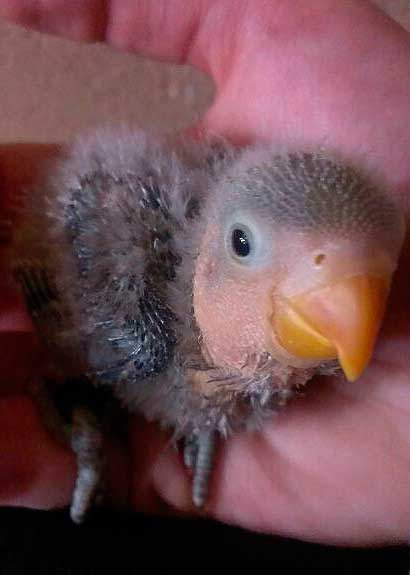 Aves Arco Mis Agapornis Aves Arco Mis Agapornis