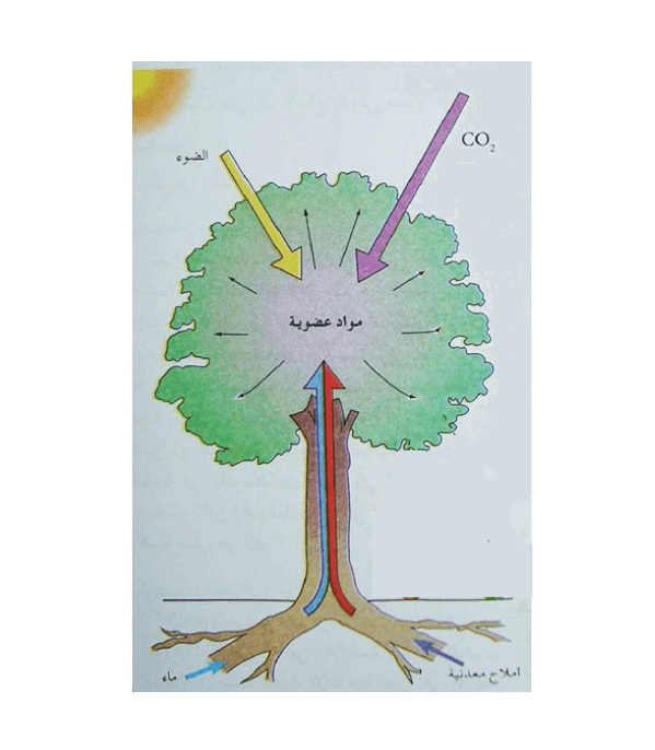 التغذية الذاتية فى النباتات الخضراء مدونة أحمد النادى لأحياء الثانوية العامة