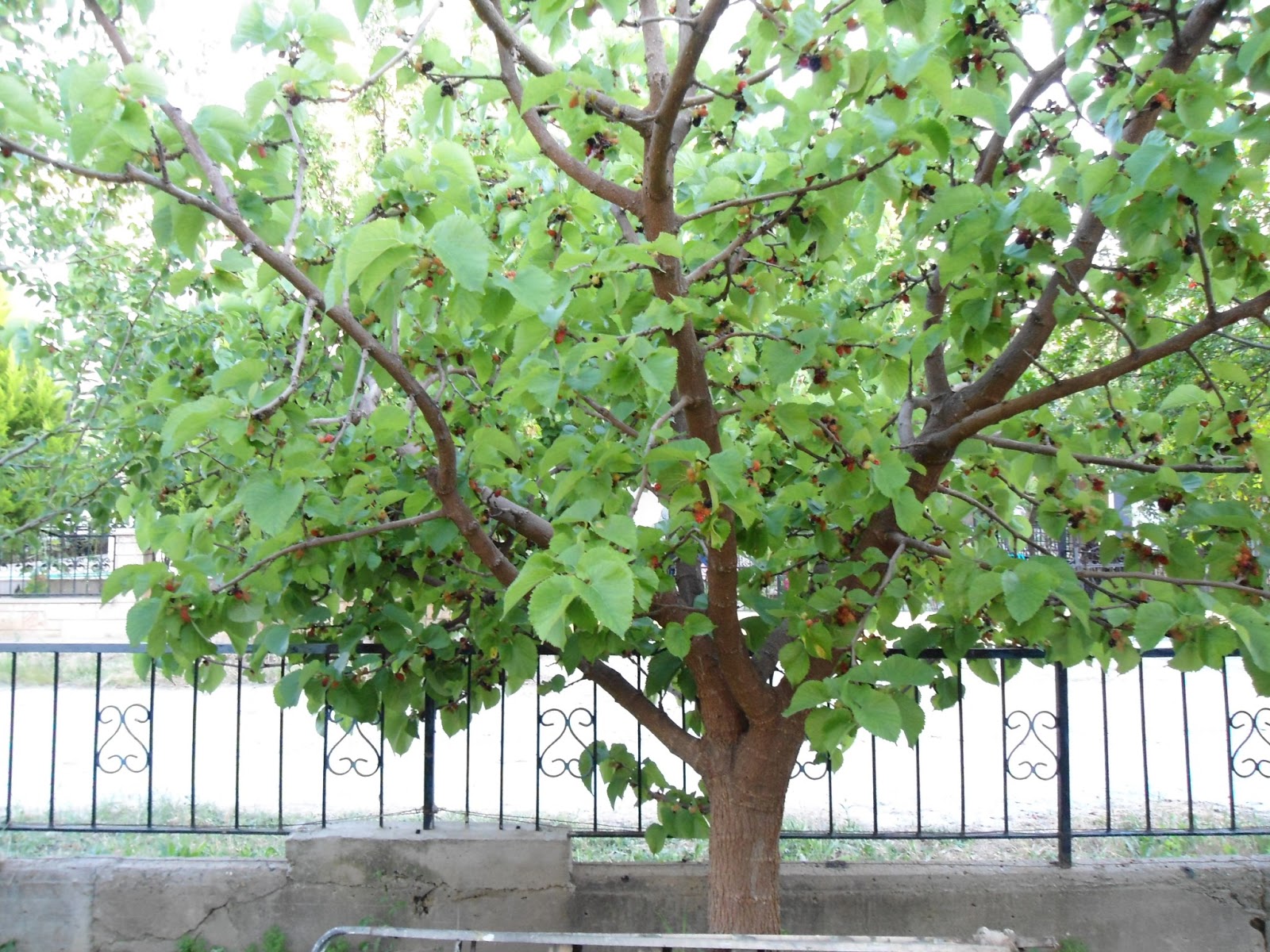 Kuşadasında kiralık yazlık