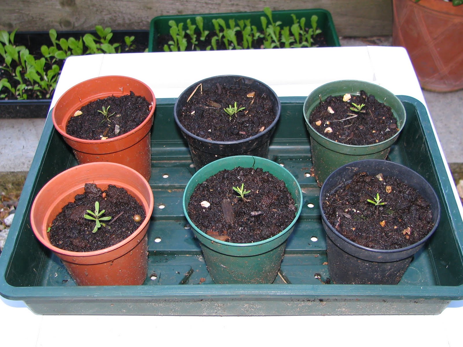 best light for vegetable seedlings best light for vegetable seedlings