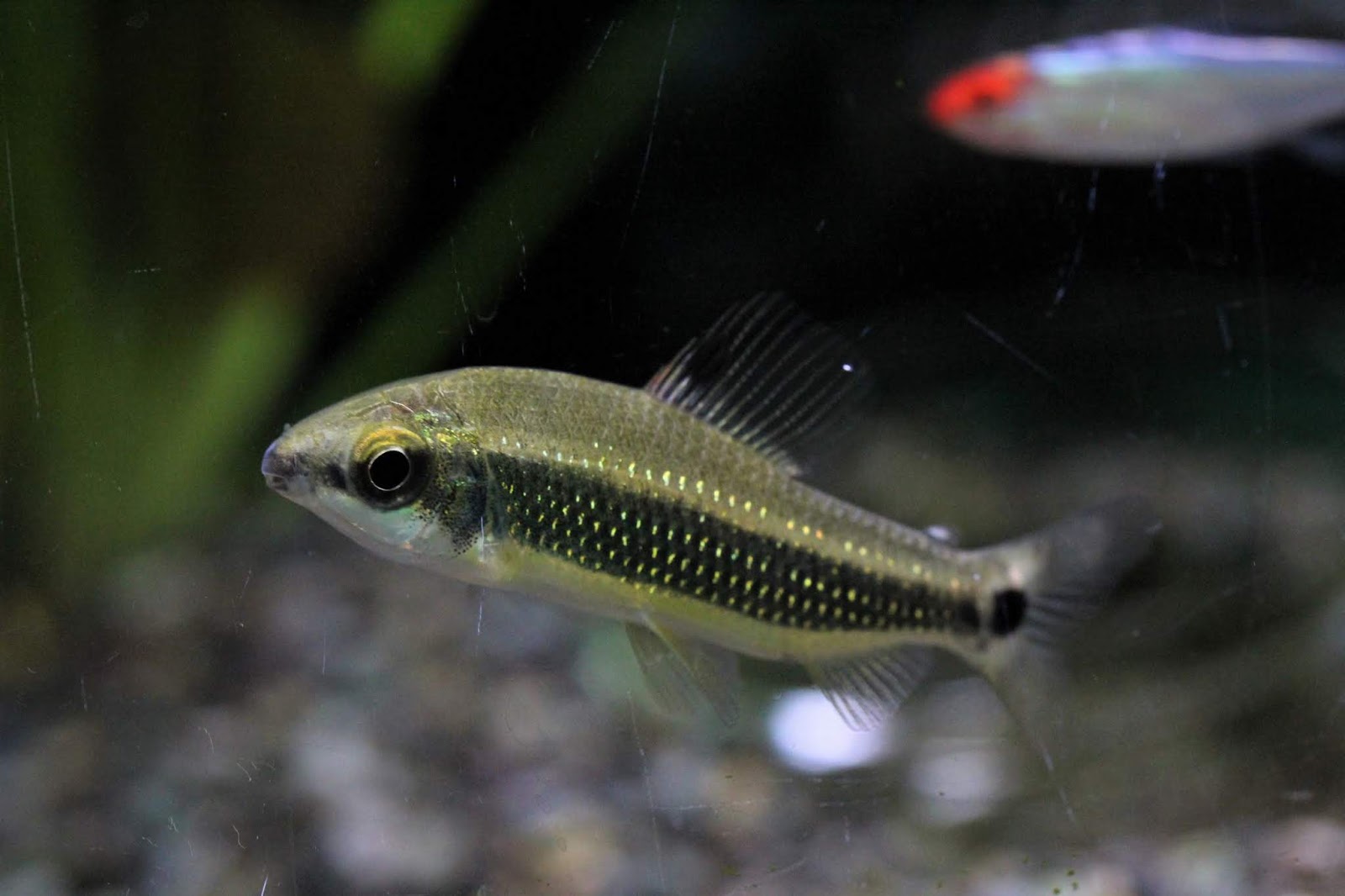 アクアテイク ｅ ブログ 1月 19