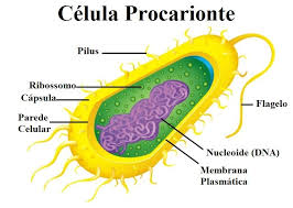 Células procariontes