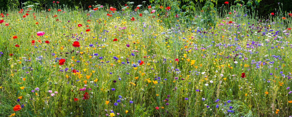 Genome Wide Association Studies For Inflorescence Type And