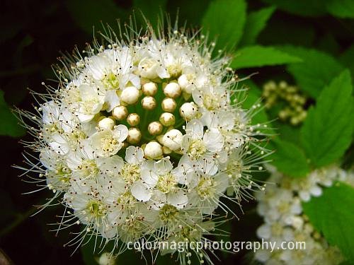 Gardening Granny S Gardening Pages Ninebark