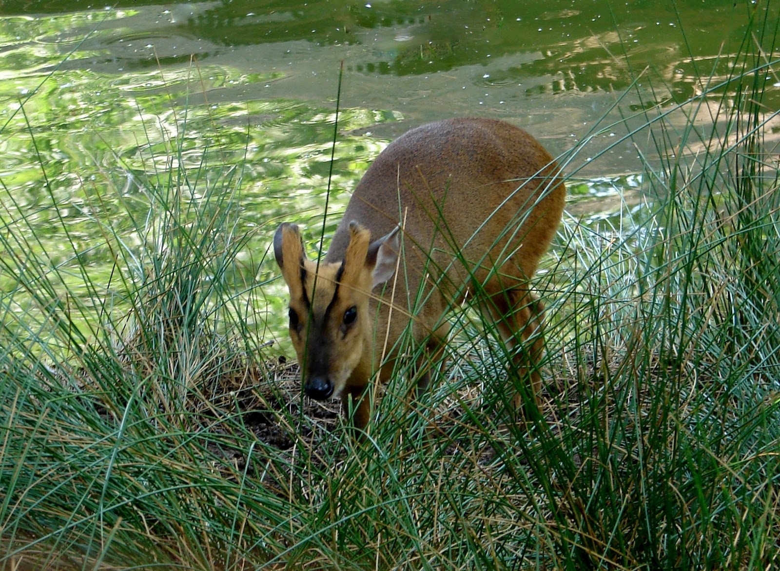 BREATHTAKING The Southern Red Muntjac