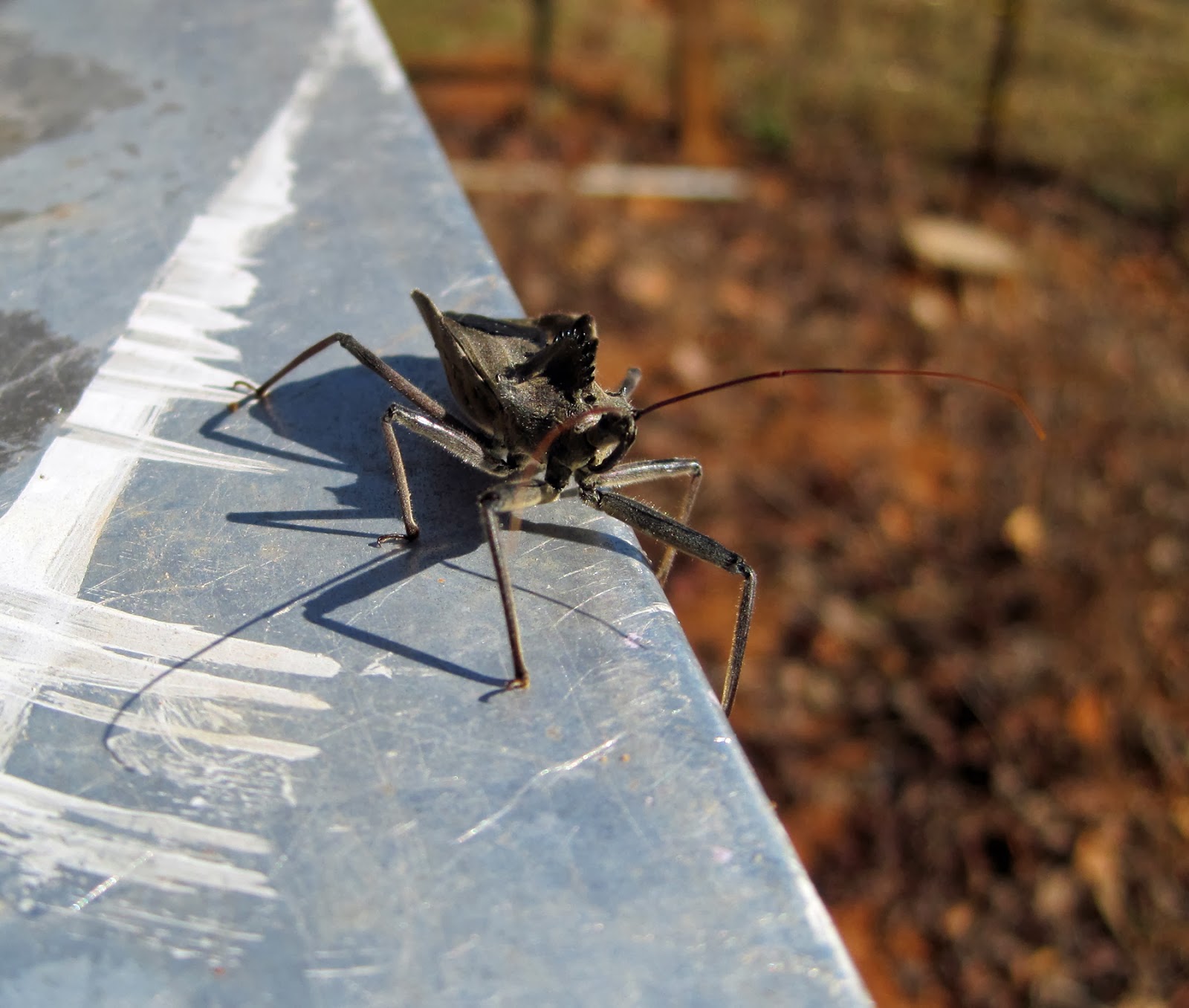 Carolina Honeybees Pickens SC Wheel Bug Honeybee Predator