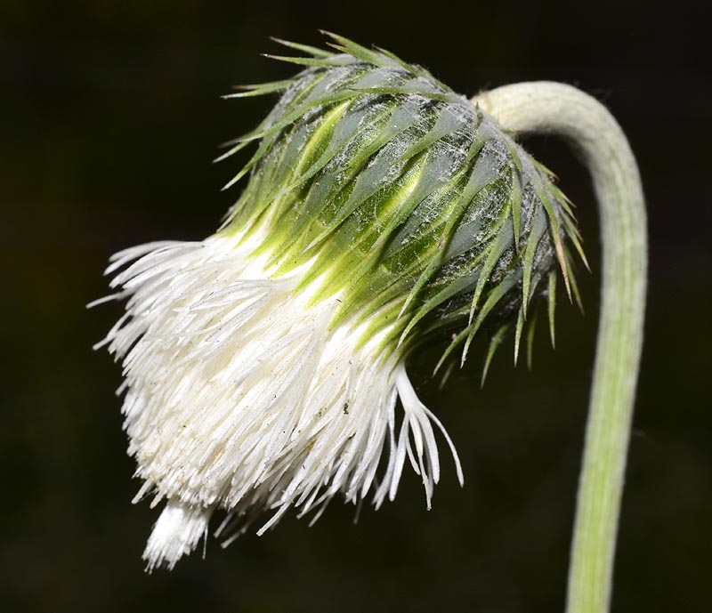Flora Attica Tyrimnus leucographus