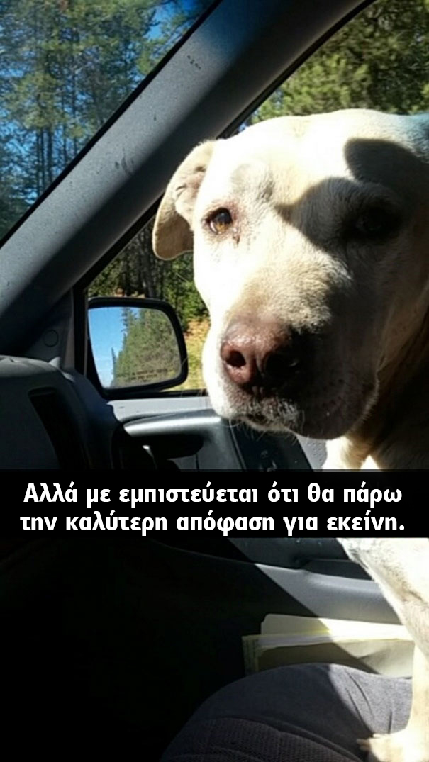 Οι τελευταίες στιγμές μίας γέρικης σκυλίτσας. Οι φωτογραφίες που συγκλόνισαν το διαδίκτυο! σκυλίτσα γέρικη σκυλίτσα