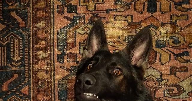 Cute dogs - part 260 (50 pics)