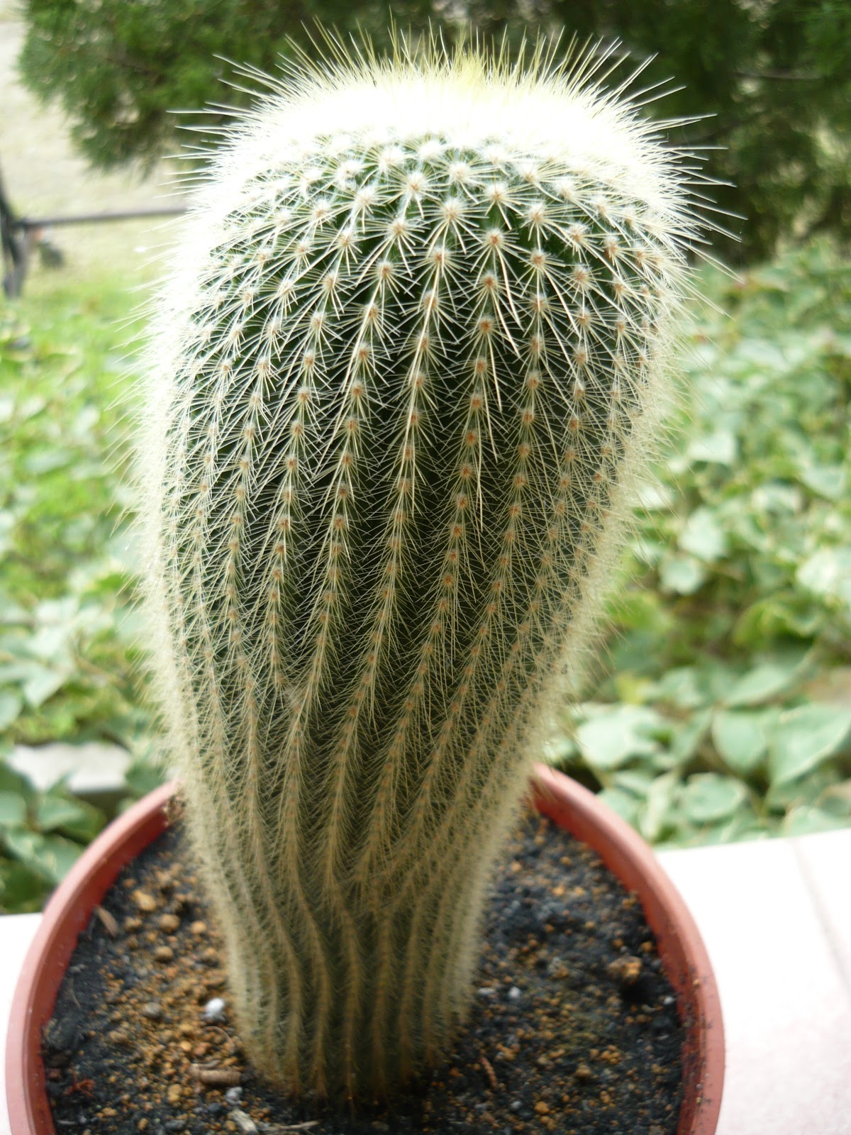 My Own Cactus &amp; Succulent | kinds of ornamental plants