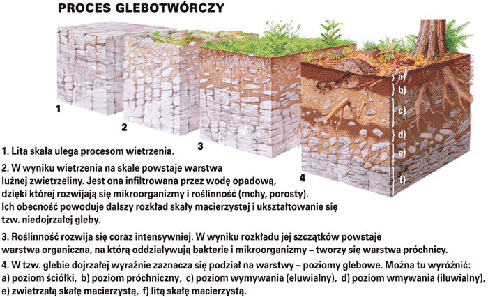Podaj Nazwę Gleby Która Tworzy Się Na Lessach Geografia dla moich uczniów: Gleby