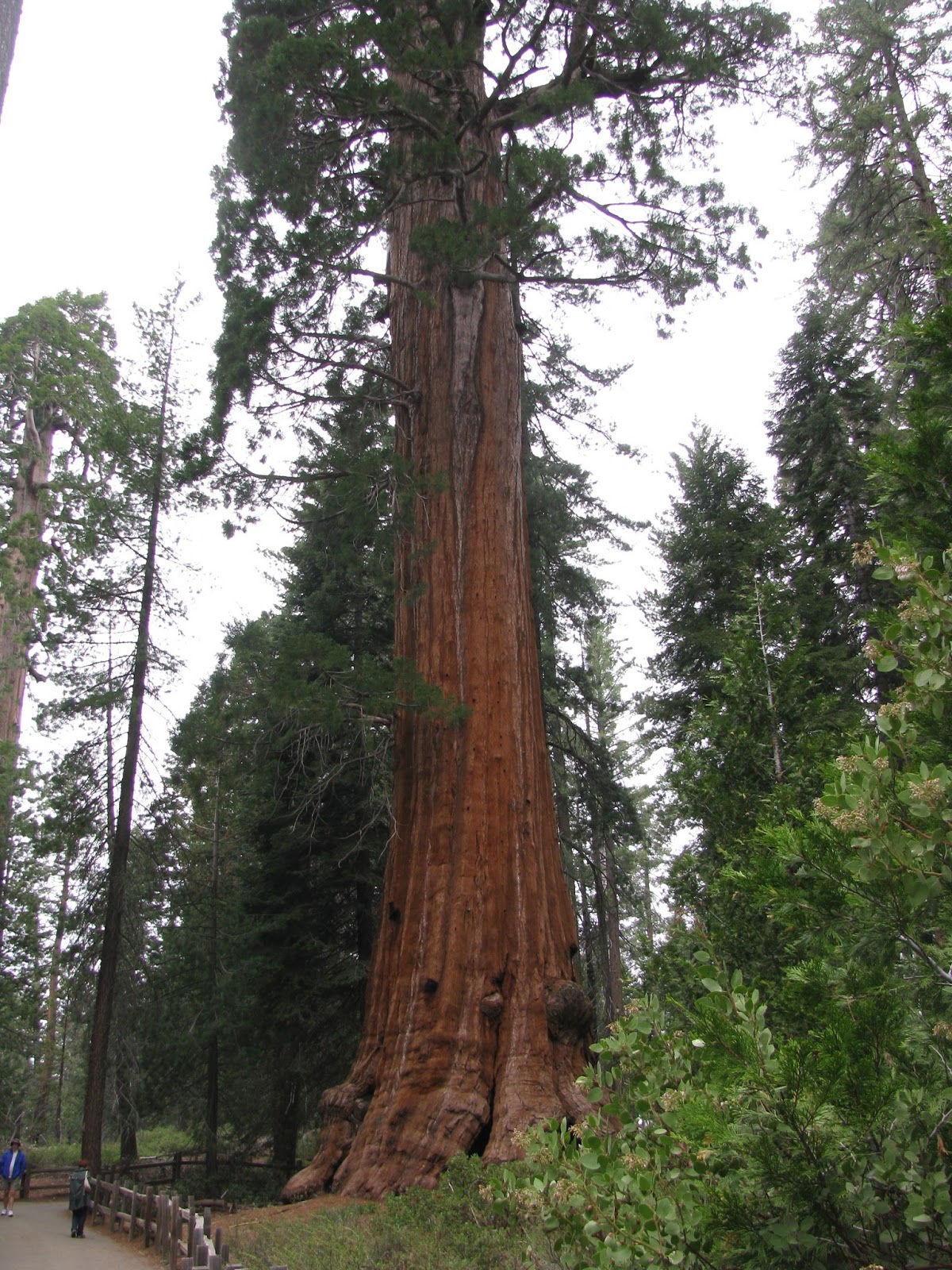 Thayer Update Sequoia National Park....Day 2