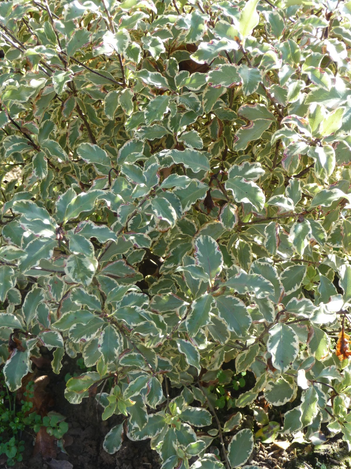 Pittosporum Tobira Nanum Plantes Exterieures