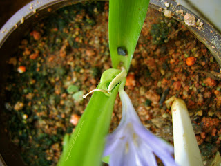 Triteleia laxa, triplet lily, grassnut flower