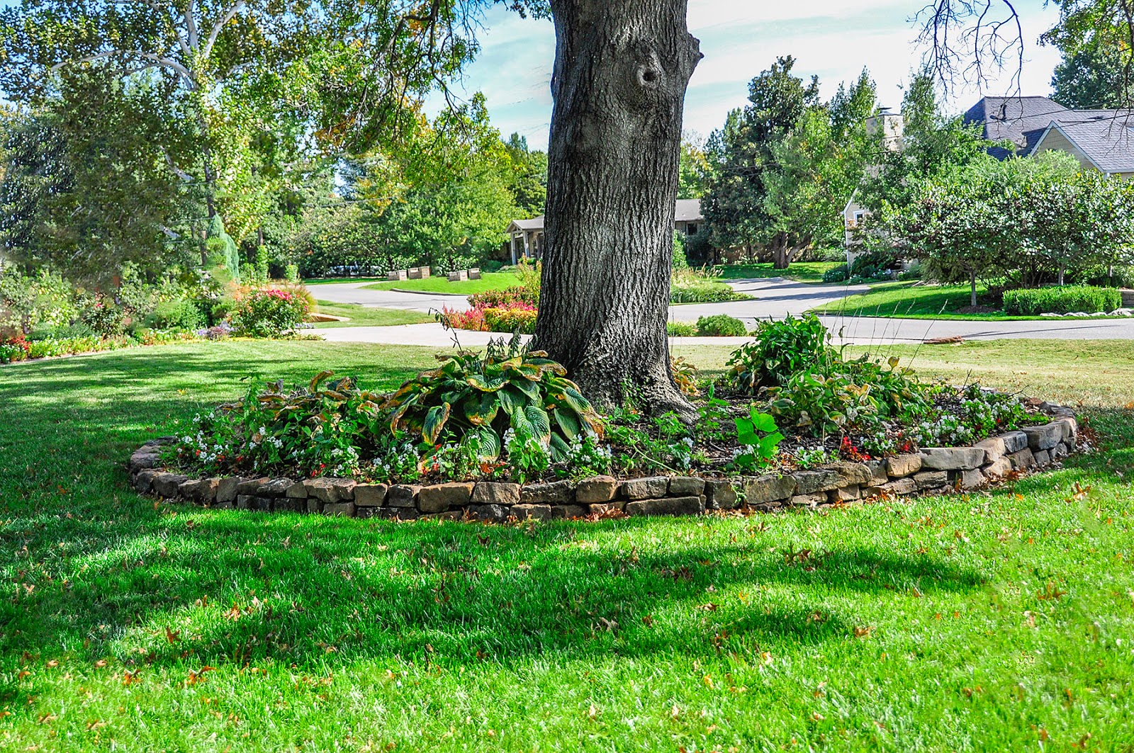 Ask A Master Gardener Putting flower beds under trees can hurt the tree