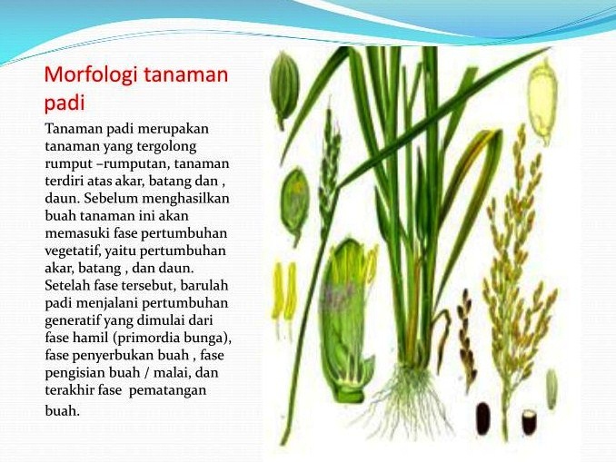 Klasifikasi Dan Morfologi Tanaman Padi Terbaru Morfologi