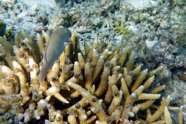 Schnorcheln Heron Island Insel Fisch Korallen Riff Natur