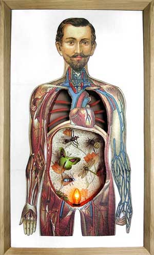 Lifesize: Anatomi