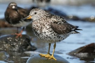 Surfbird