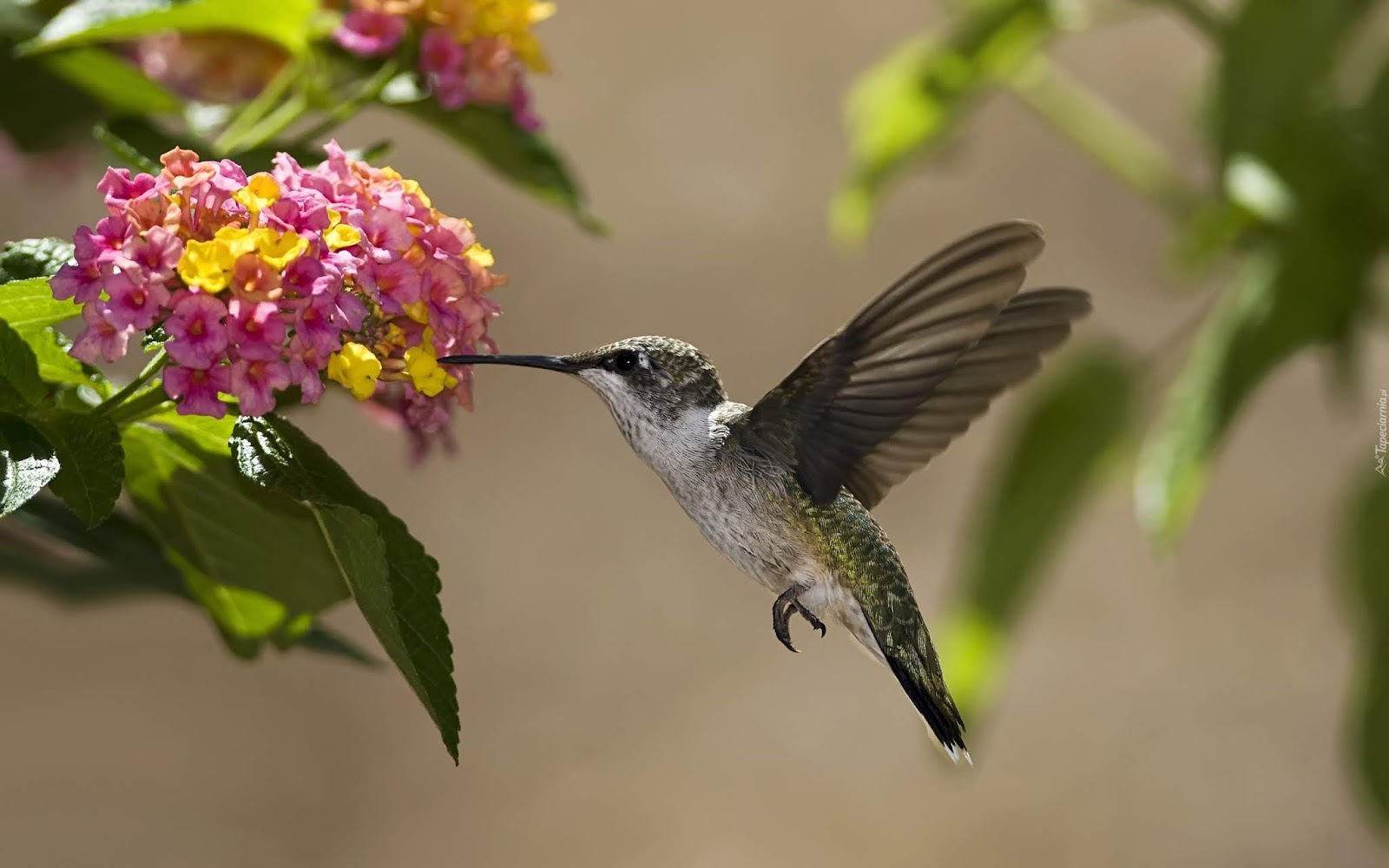 purpura EL COLIBRÍ Y SU INCREÍBLE ANATOMÍA