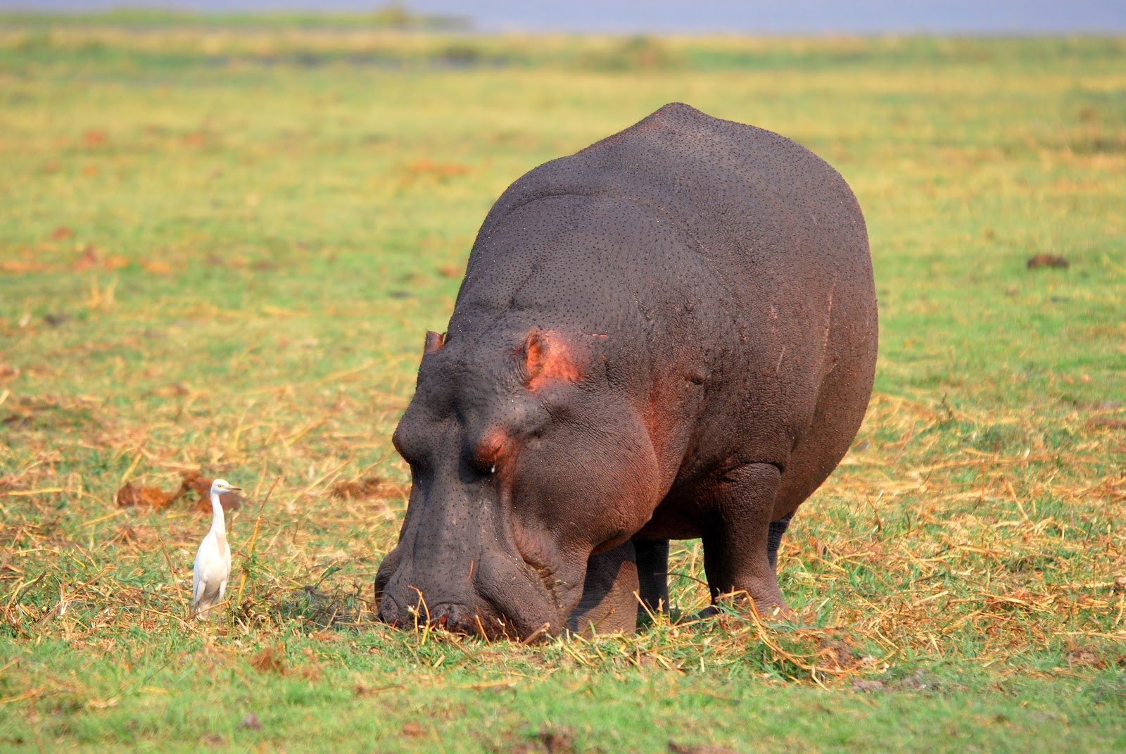 Beautiful Animals Safaris: Africa River Horses: Hippopotamus trails ...