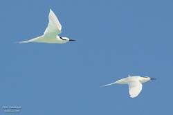 together birds fly let flight