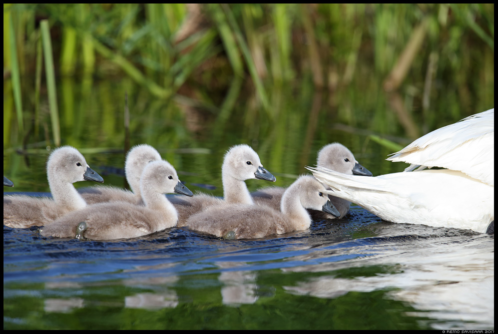 Happy Catholic Worth A Thousand Words Mute Swan Chicks Following Mother happy-catholic-worth-a-thousand-words-mute-swan-chicks-following-mother