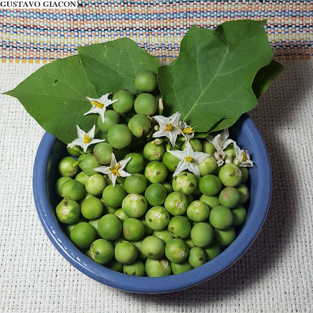 Viveiro Ciprest - Plantas Nativas e Exóticas: Jurubeba