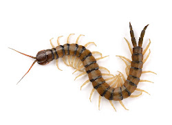 centipedes centipede millipedes facts millipede brown found interesting legs crawly creepy species bites animals carnivores animal insects wonderfully amusing