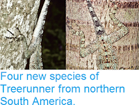 http://sciencythoughts.blogspot.co.uk/2014/11/four-new-species-of-treerunner-from.html