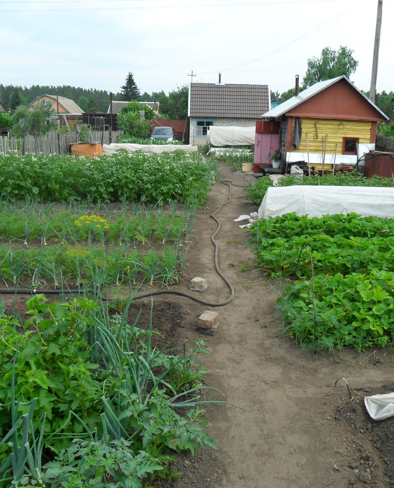 Как ухаживать за дачным участком. Туя мириам приствольный круг. Цветы на грядке. Покос травы газон. Садовник со шлангом.