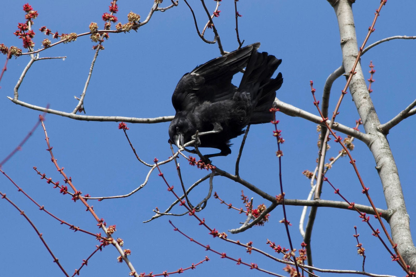Ann Brokelman Photography Crow building nest March 21 2016