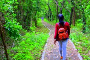 Trees on Long island