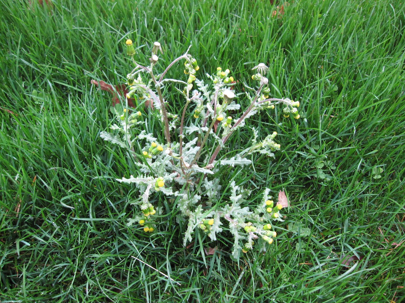 Frank's Garden Talk Identifying weeds in early Spring