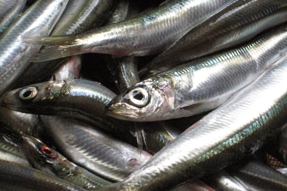 The Aquaculturists 03/12/2014 Catch increase for South Australian sardine fishers