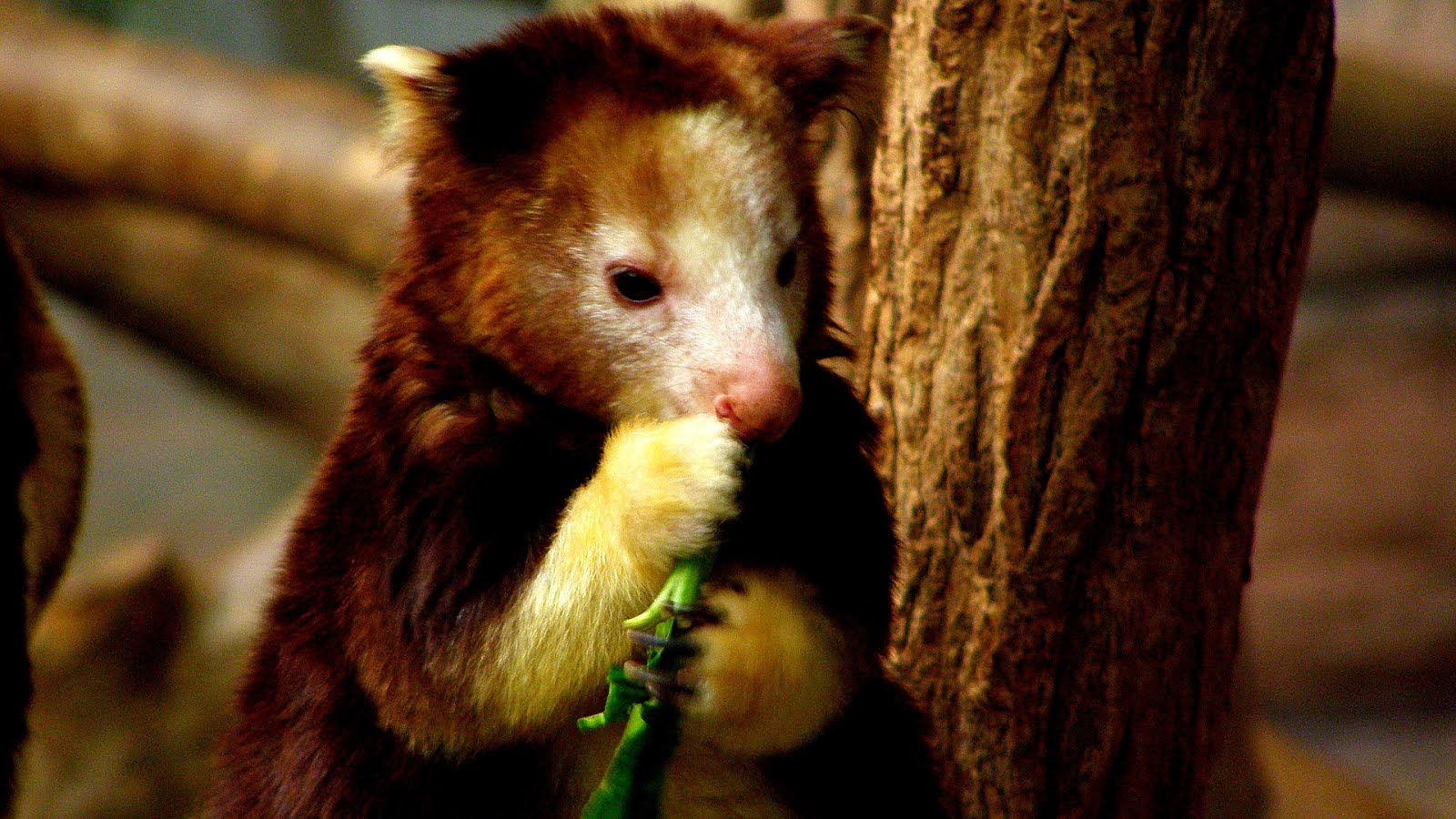 Why Are Tree Kangaroos Endangered Danger Choices