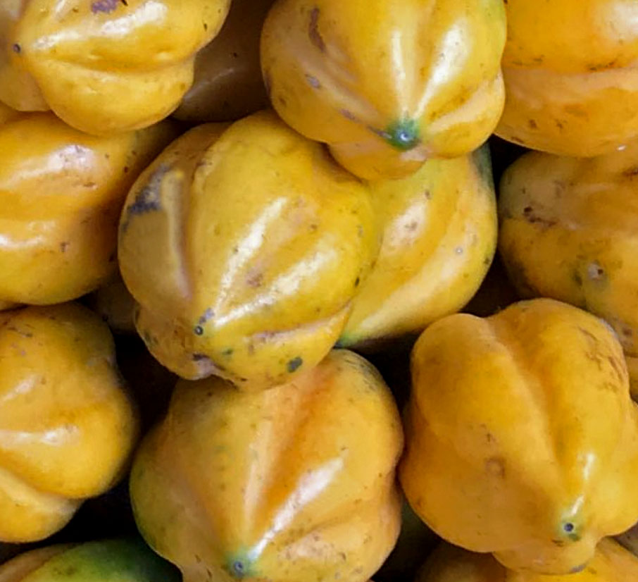 Exotische Pflanzen und Früchte Papaya / Carica Papaya