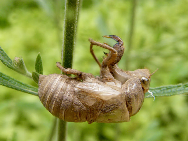 Desiccated insect shell.