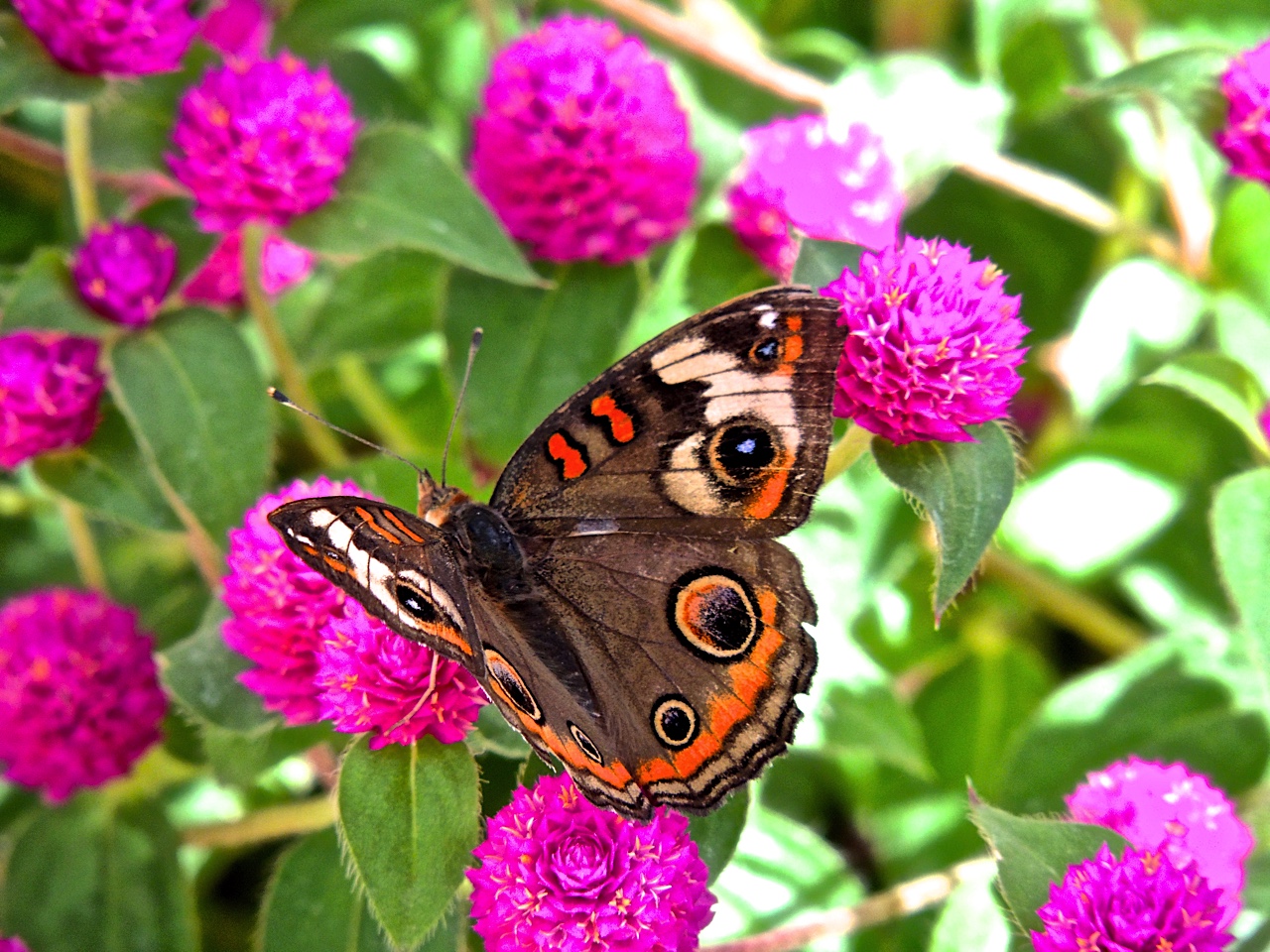 phoenix-daily-photo-butterflies-of-a-different-color