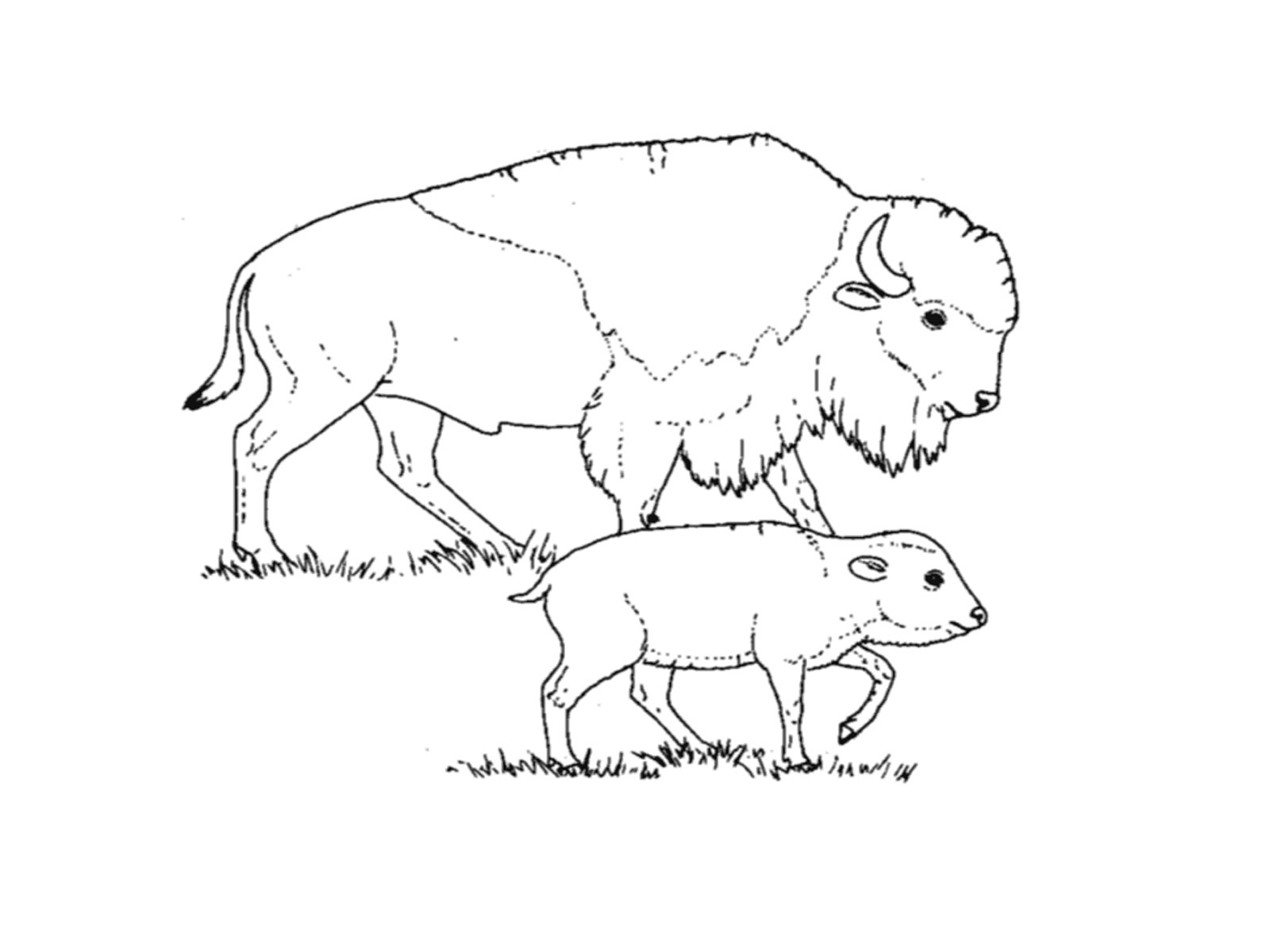 a herd horse coloring pages - photo #21