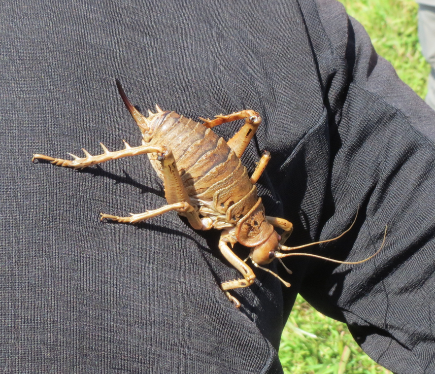 Explore and Discover Nature Tree Weta Encounters why do they smell