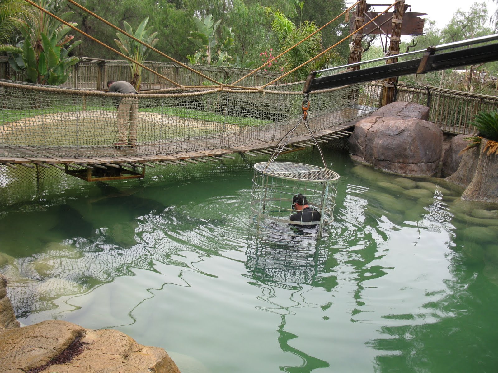 Beautiful South Africa Crocodile Cage Diving in South Africa