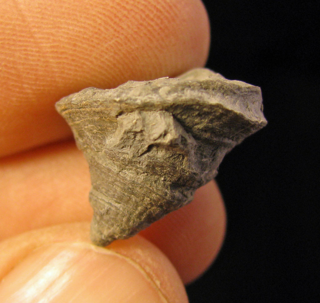 Views of the Mahantango: Hadrophyllum woodi coral from the Windom Shale
