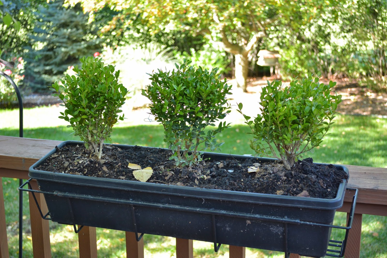 Monograms 'n Mud New Boxwoods {Planters & Window Boxes}