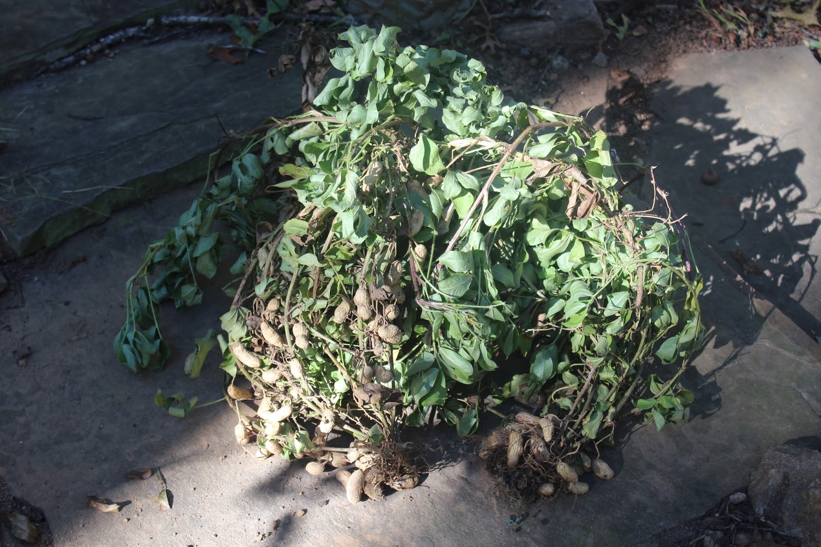 Sweet Summer Farm Growing Peanuts in North